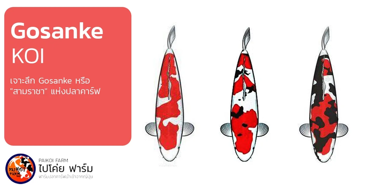 Gosanke Koi รู้จัก "สามราชา" แห่งโลกปลาคาร์ฟ