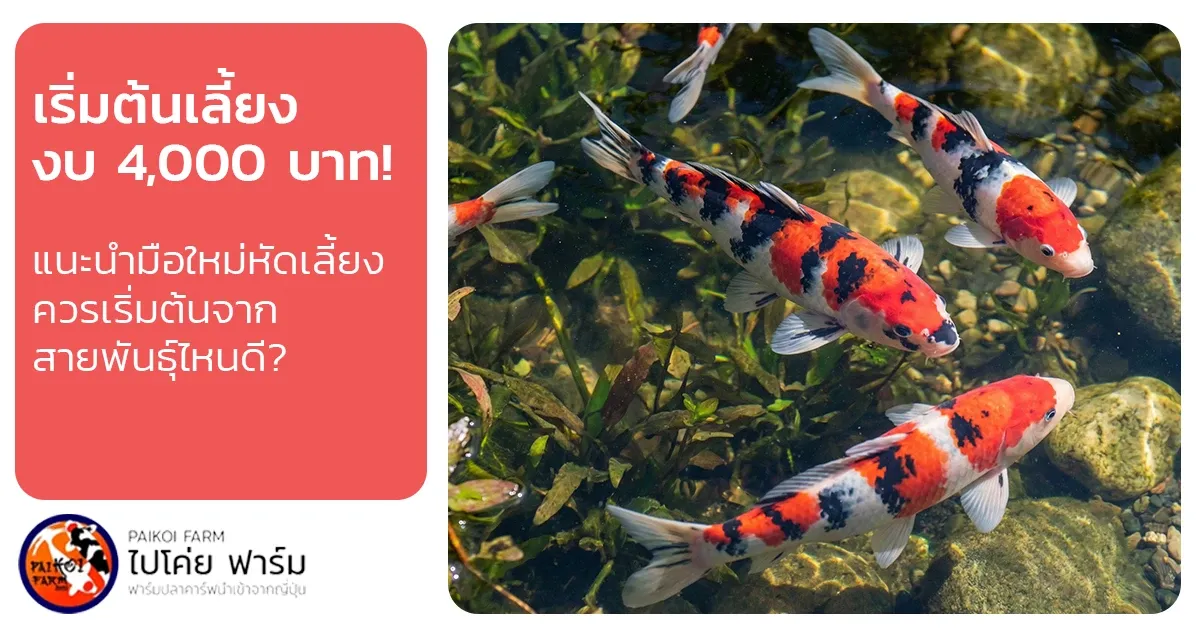 เริ่มต้นเลี้ยงปลาคาร์ฟ งบ 4,000 เริ่มต้นจากสายพันธุ์ไหนดี