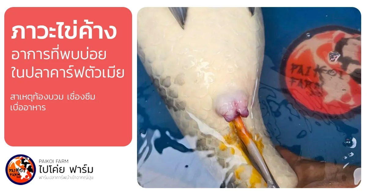 รู้ทัน "ภาวะไข่ค้าง" ภัยเงียบของปลาคาร์ฟตัวเมีย