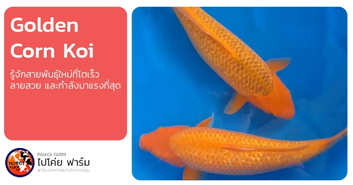 ปลาคาร์ฟ Golden Corn : รู้จักสายพันธุ์ใหม่ที่โตเร็ว ลายสวย และกำลังมาแรงที่สุด