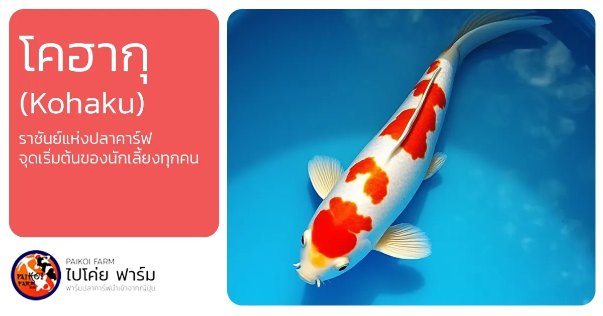 โคฮากุ (Kohaku): ราชันย์แห่งปลาคาร์ฟ จุดเริ่มต้นของนักเลี้ยงทุกคน
