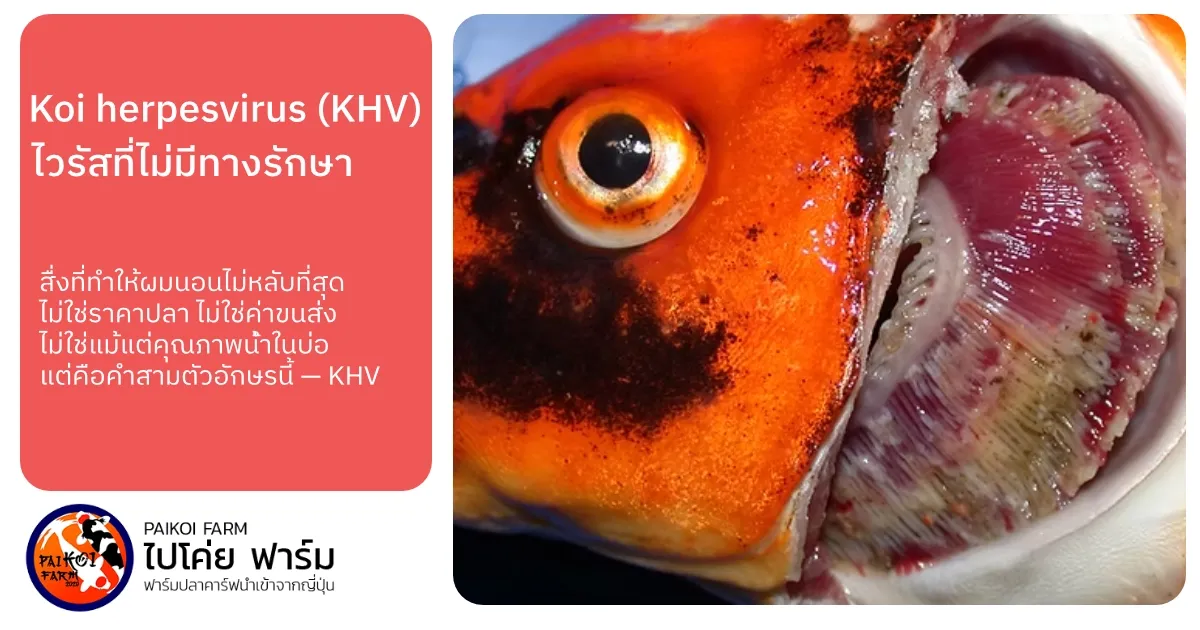 บันทึกจากฟาร์มปลาคาร์ฟ: สู้กับ KHV ศัตรูตัวฉกาจที่ผมเจอกับมือ