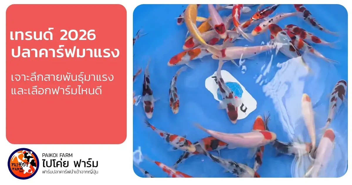 เทรนด์ปลาคาร์ฟ 2026: เจาะลึกสายพันธุ์มาแรงและฟาร์มยอดนิยมที่คุณต้องรู้จัก