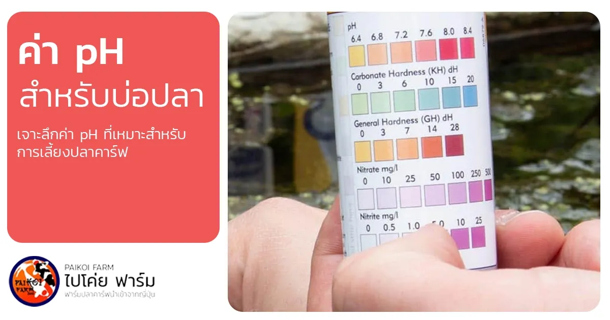 ค่า pH: หัวใจสำคัญของน้ำในบ่อปลาคาร์ฟที่มือใหม่ต้องรู้