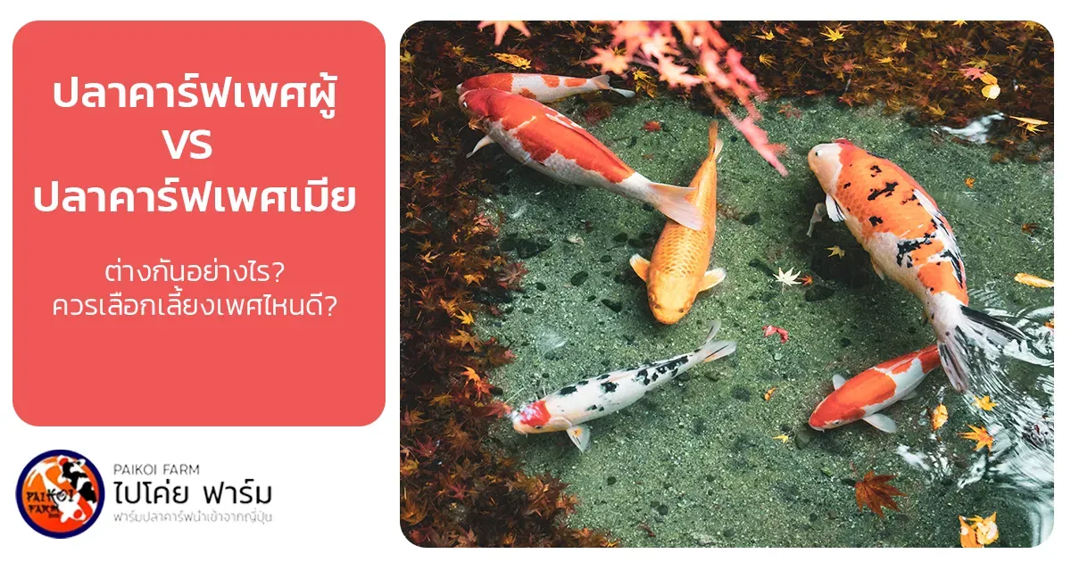 เพศปลาคาร์ฟ : เพศผู้ VS เพศเมีย ควรเลือกแบบไหน?