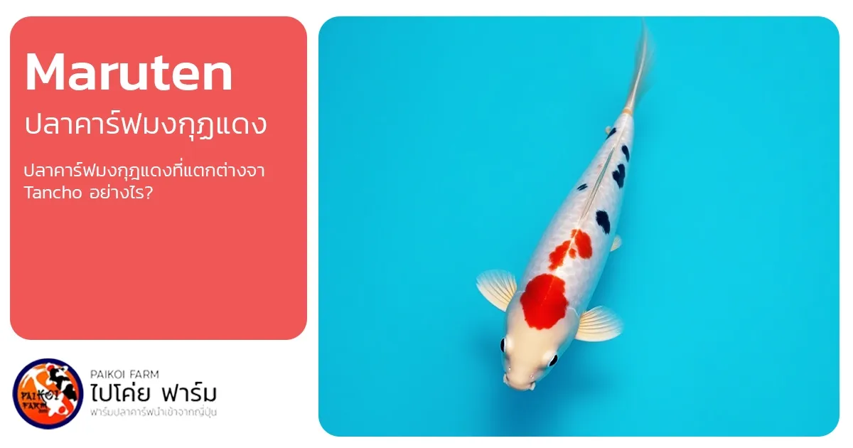 Maruten Koi ปลาคาร์ฟ ‘มงกุฎแดง’ ความเรียบง่ายอันสมบูรณ์แบบ
