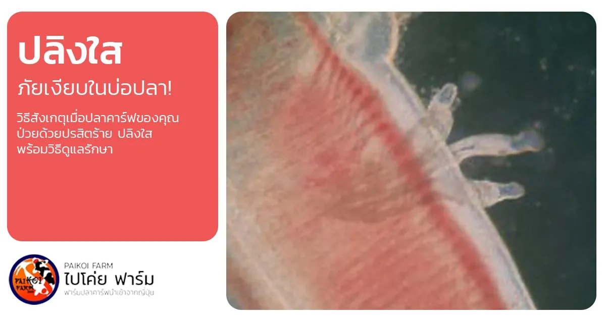 ภัยเงียบในบ่อปลา! "ปลิงใส" ปรสิตตัวร้ายที่มองไม่เห็นด้วยตาเปล่า