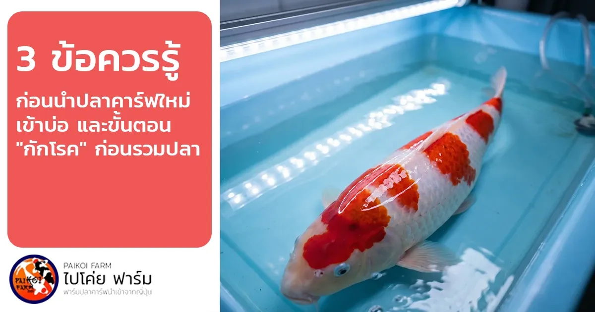 ปลาคาร์ฟใหม่เข้าบ่อ: 3 ข้อควรรู้และขั้นตอน "กักโรค" ก่อนรวมปลา
