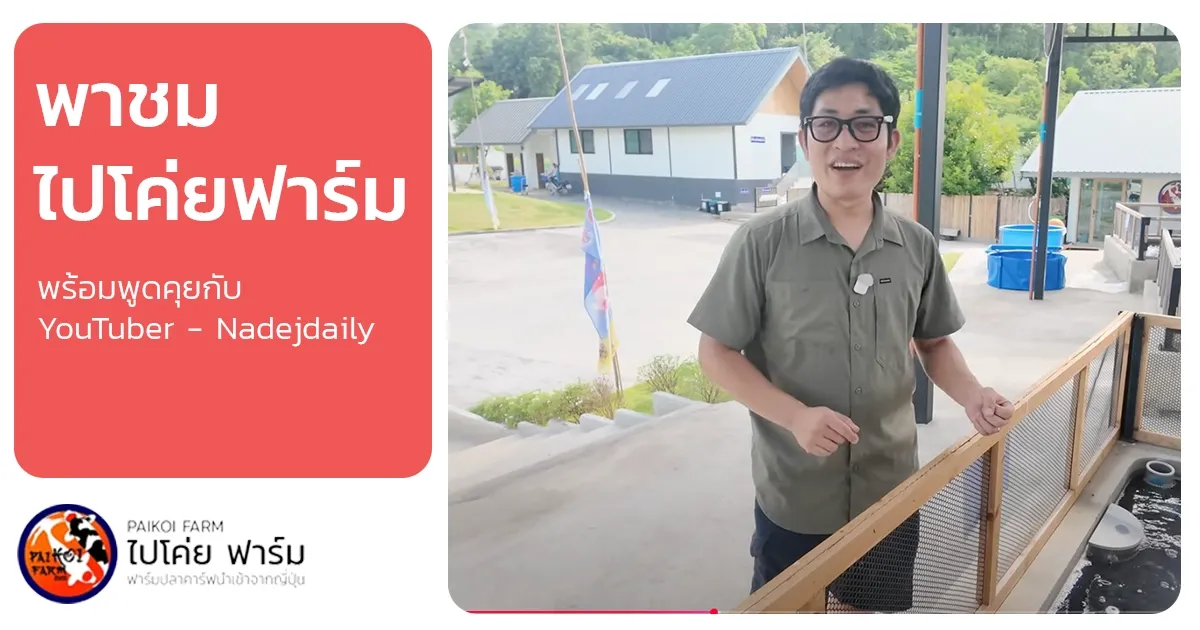 เปิดใจ “Pai Koi Farm” เส้นทางฟาร์มปลาคาร์ฟคุณภาพ