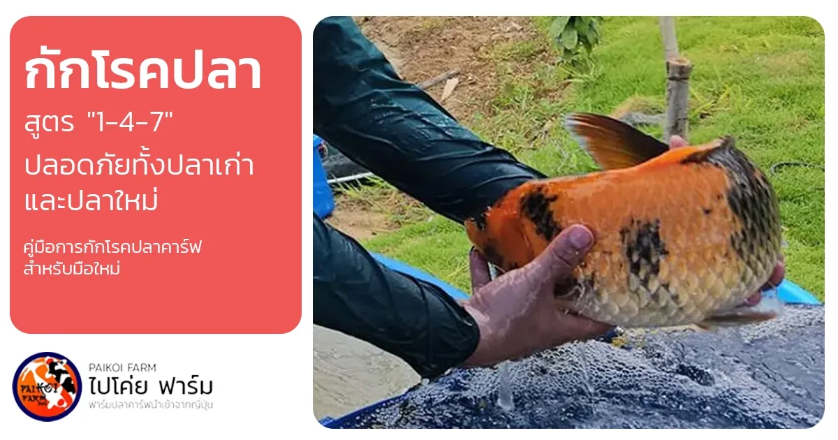 กักโรคปลาคาร์ฟฉบับสมบูรณ์ สูตร "1-4-7"