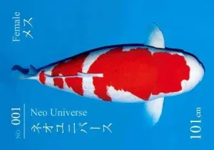 New World Record 203Million Yen 101cm Sakai Kohaku S Legend 1 e1538754988622