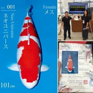 รู้จักกับปลาคาร์พ S Legend สายพันธุ์ Kohaku ที่มูลค่าถึง 65 ล้านบาท New World Record 203Million Yen 101cm Sakai Kohaku S Legend 2