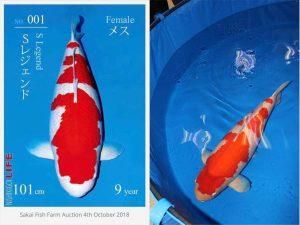 รู้จักกับปลาคาร์พ S Legend สายพันธุ์ Kohaku ที่มูลค่าถึง 65 ล้านบาท 1119742 img.tflwu3 .2