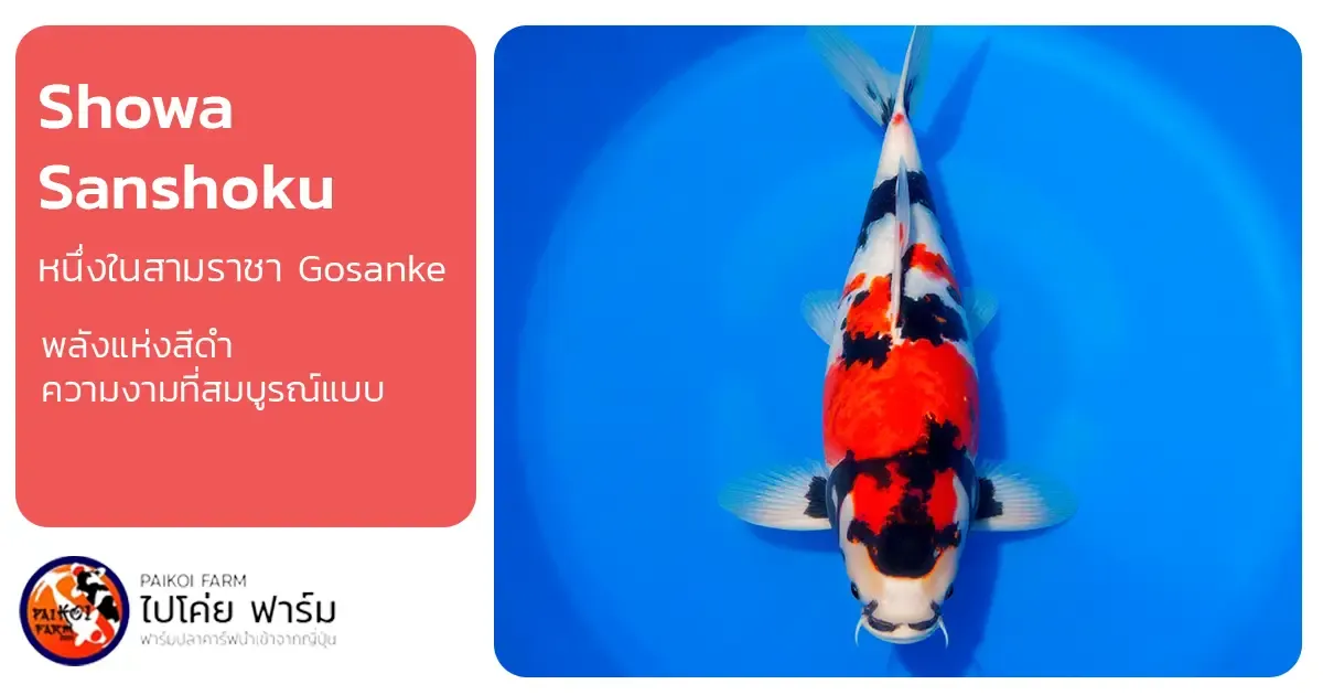 Showa Sanshoku (昭和三色): หนึ่งในสามราชา Gosanke