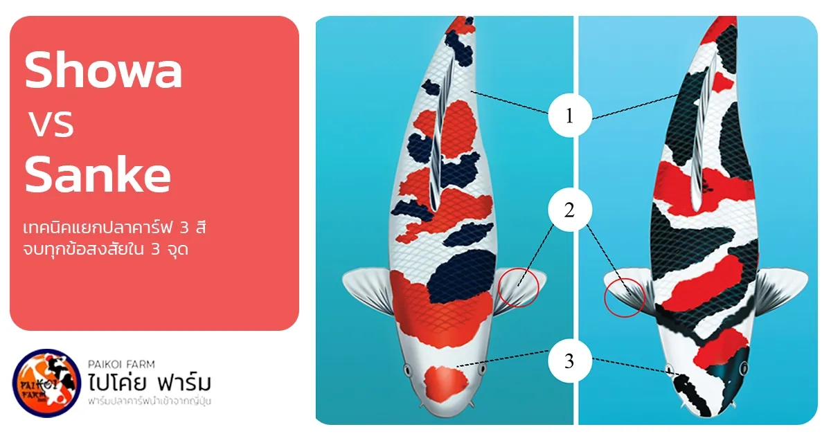 Showa vs. Sanke: เทคนิคแยกปลาคาร์ฟ 3 สี จบทุกข้อสงสัยใน 3 จุด