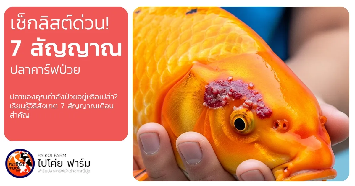 เช็กลิสต์ด่วน! 7 สัญญาณอันตราย ปลาคาร์ฟป่วยต้องดูยังไง?