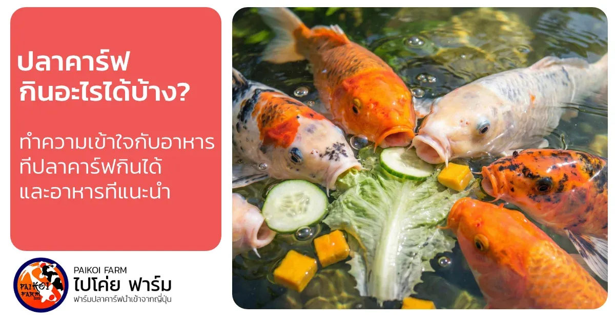 ปลาคาร์ฟกินอะไรได้บ้าง? รวมอาหารช่วยให้โตไว สีสวย สุขภาพดี