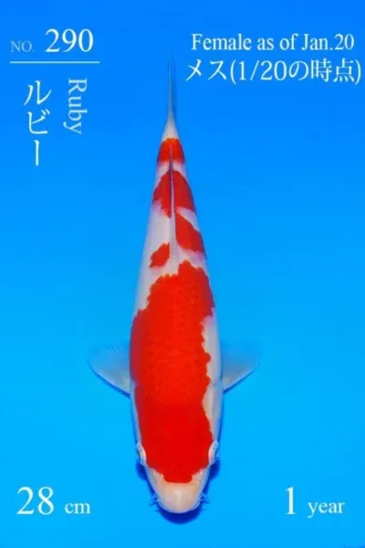 Auction SAKAI – No.290